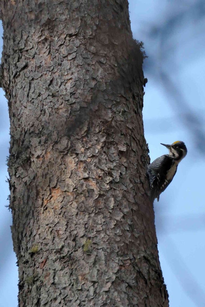 Three-toed woodpecker