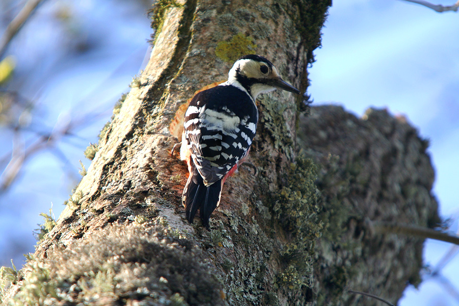White-backed woodpecker