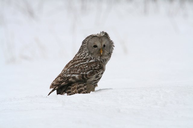 phoca_thumb_l_handkakk