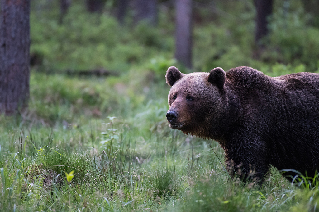 Bear from the Photography hide by Klaas Huwel