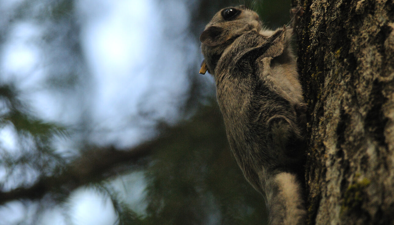 flying squirrel tour