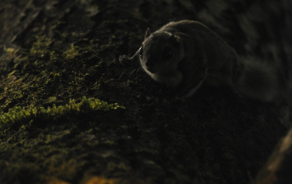 flying squirrel tour