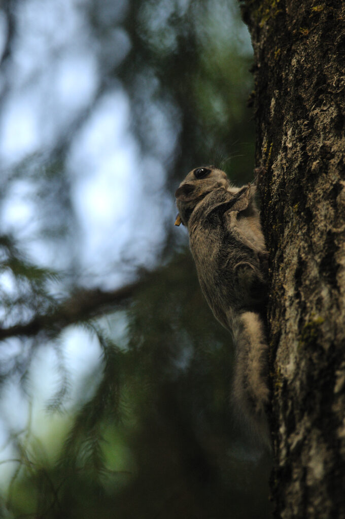 flying squirrel tour