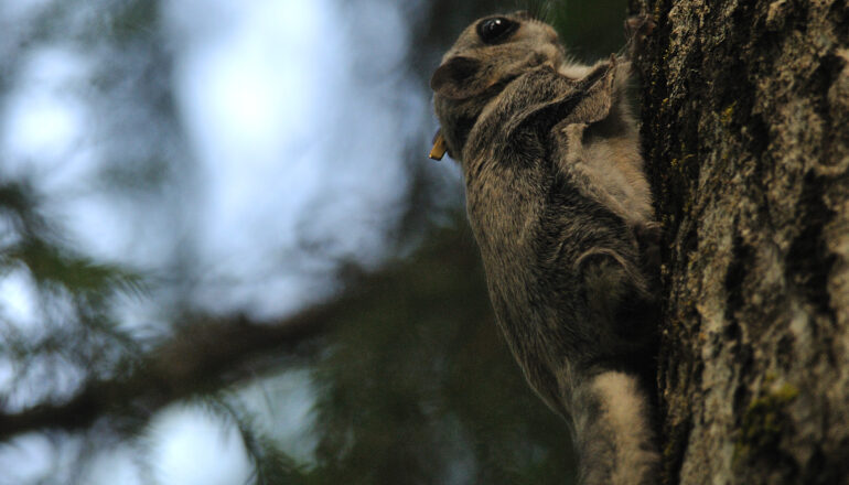 flying squirrel tour