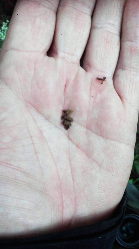 flying squirrel tour