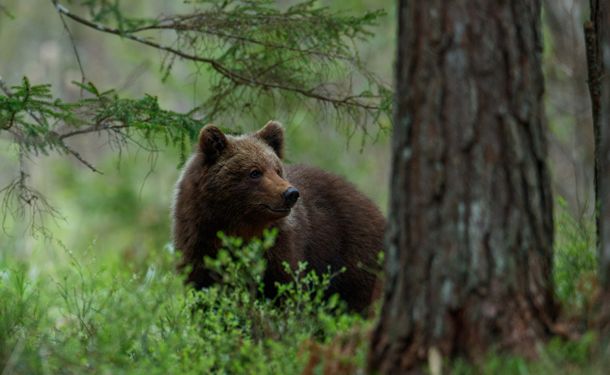 Brown bear photography hide photo