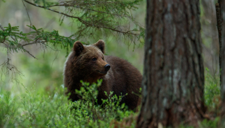 Brown bear photography hide photo