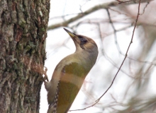 gray-headed-woodpecker