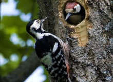 White-backed Woodpecker