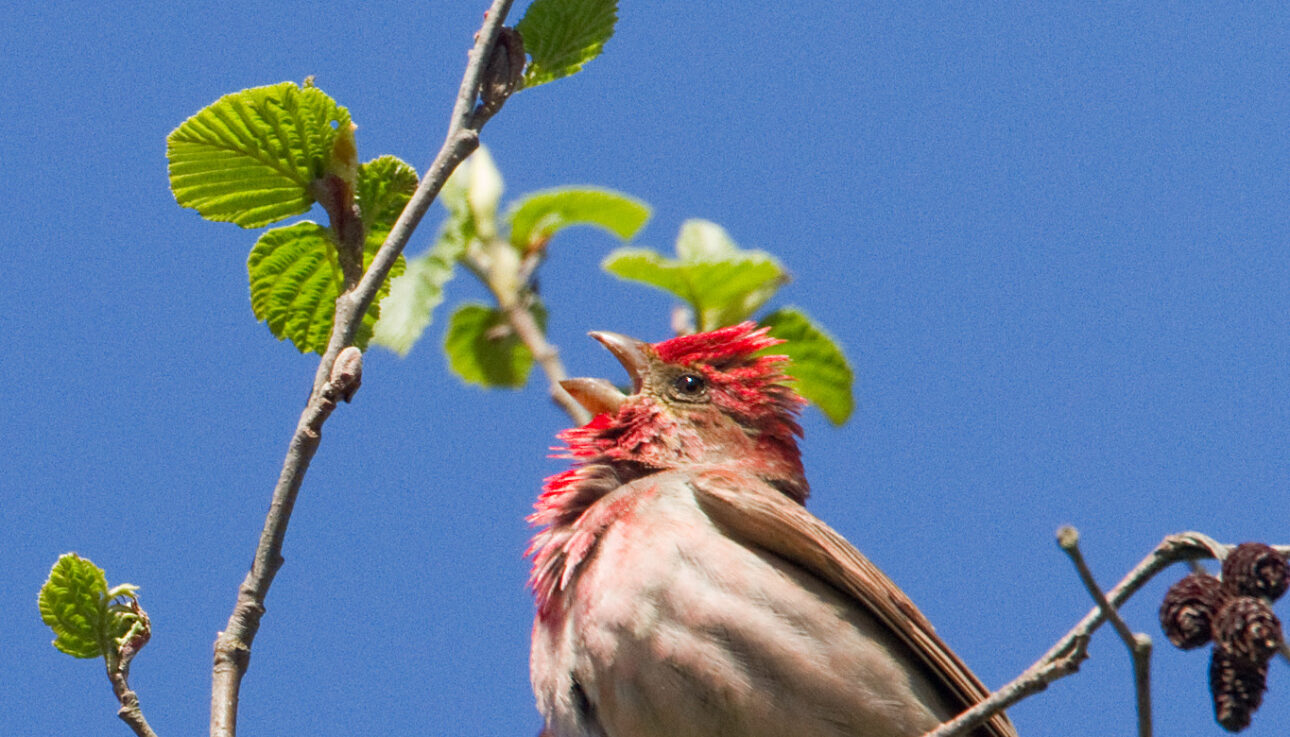 Common Rosefinch