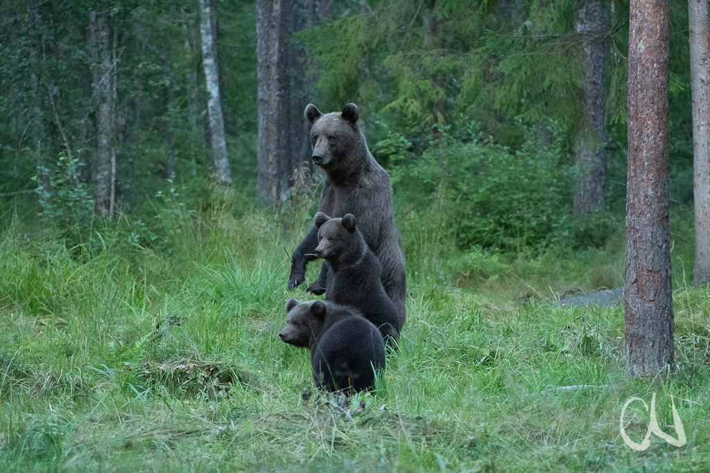 Brown bear by Gunther Willinger