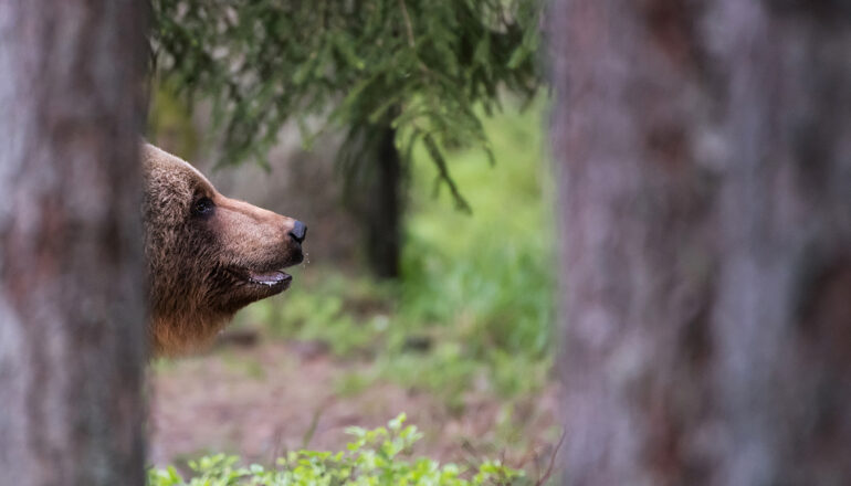 Piece of bear from the hide by Klaas Huwel