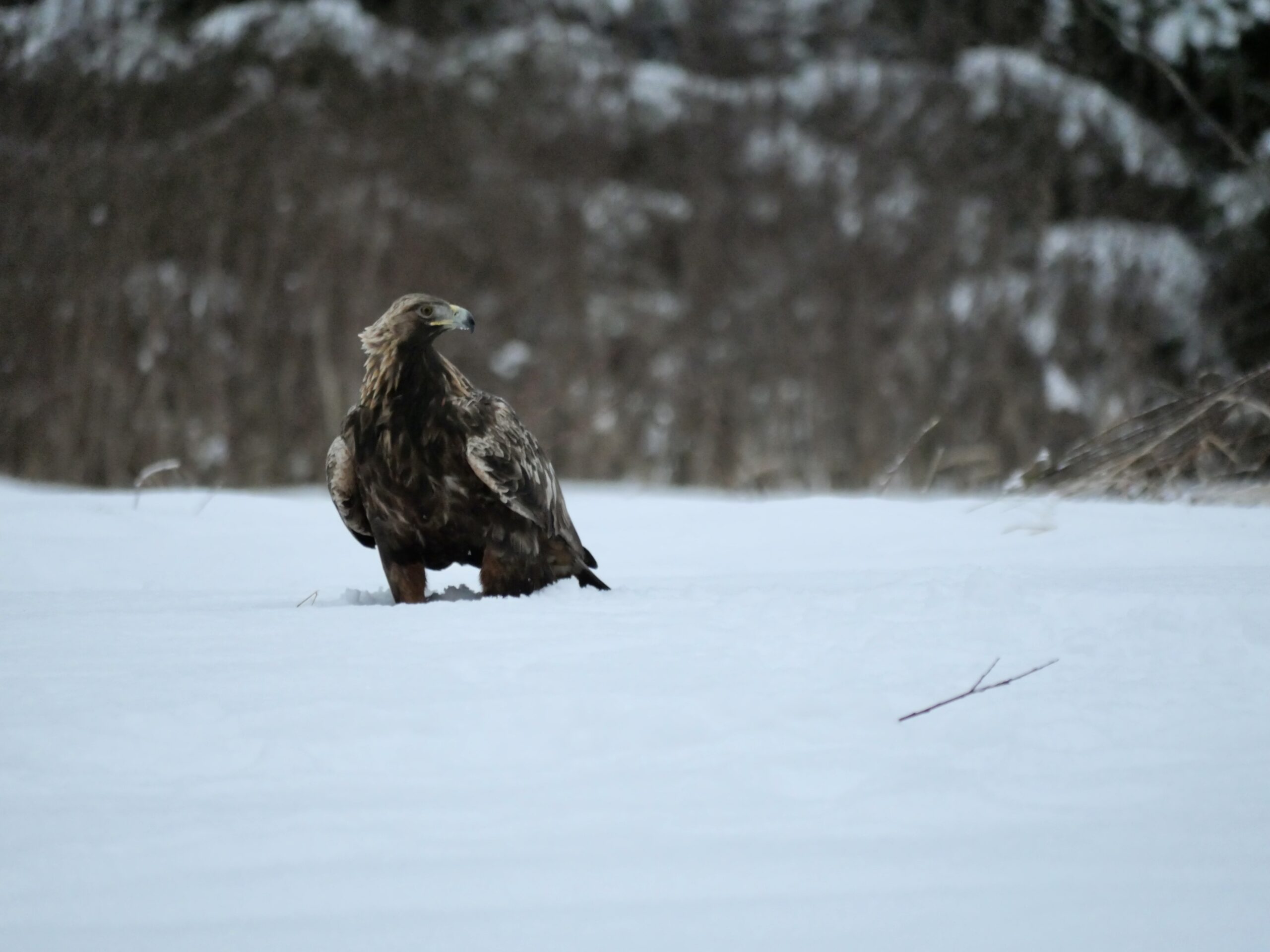 golden eagle photography by Ahto Täpsi