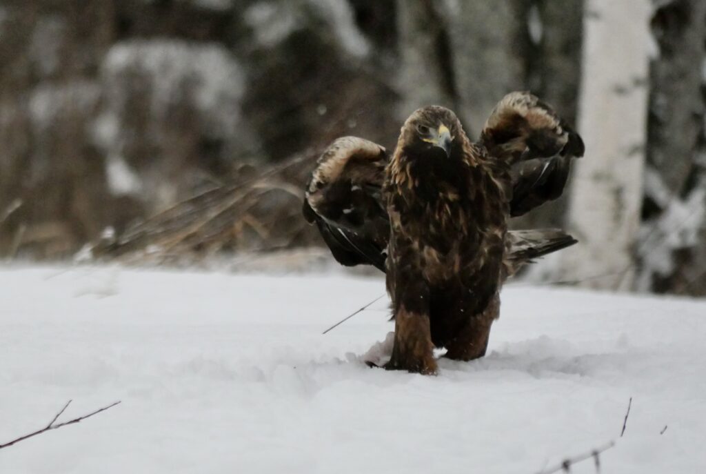 golden eagle photography by Ahto Täpsi