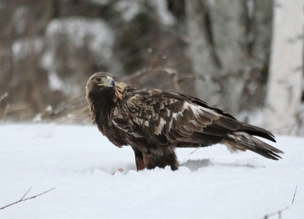 golden eagle photography by Ahto Täpsi