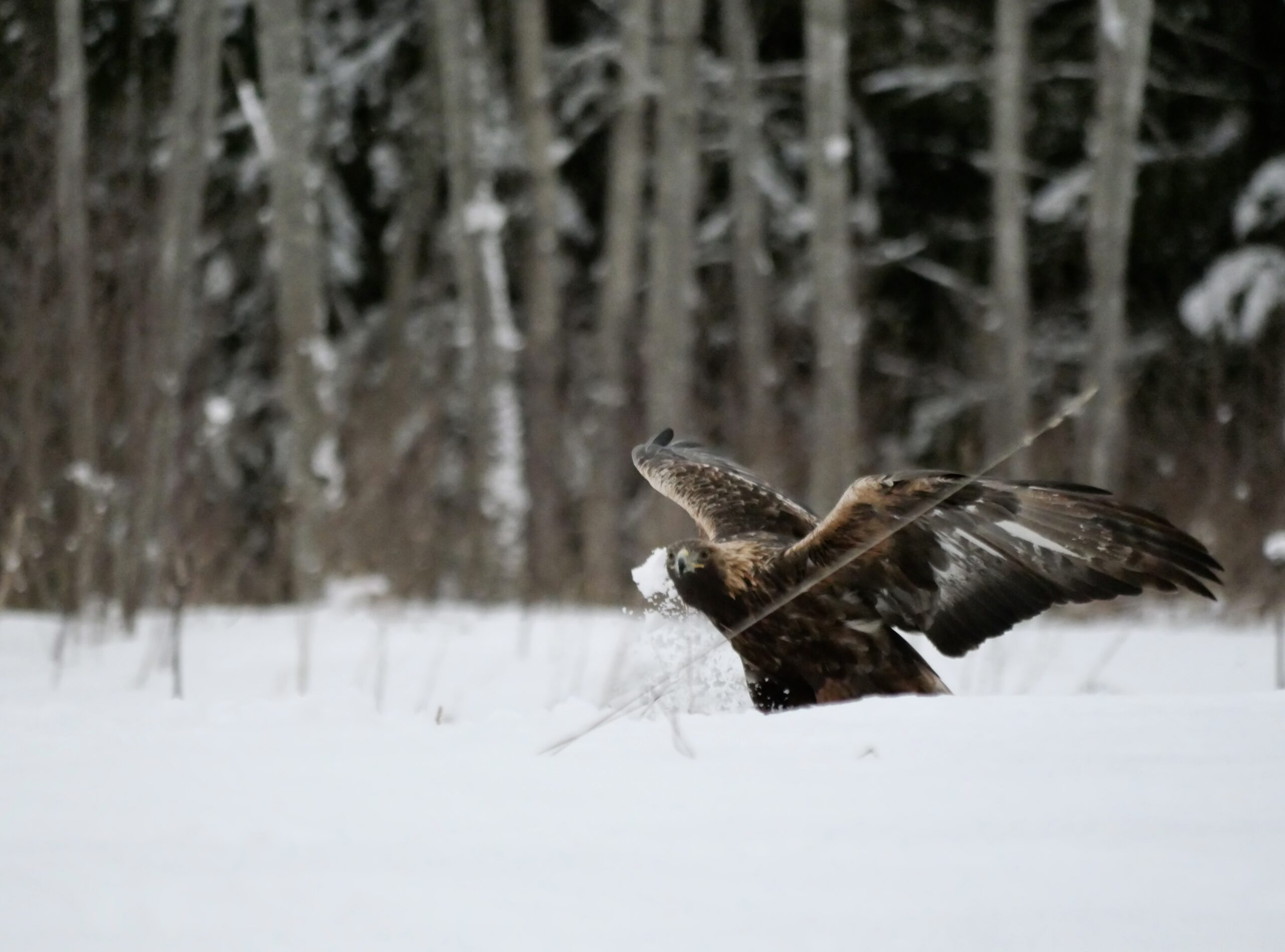 golden eagle photography by Ahto Täpsi