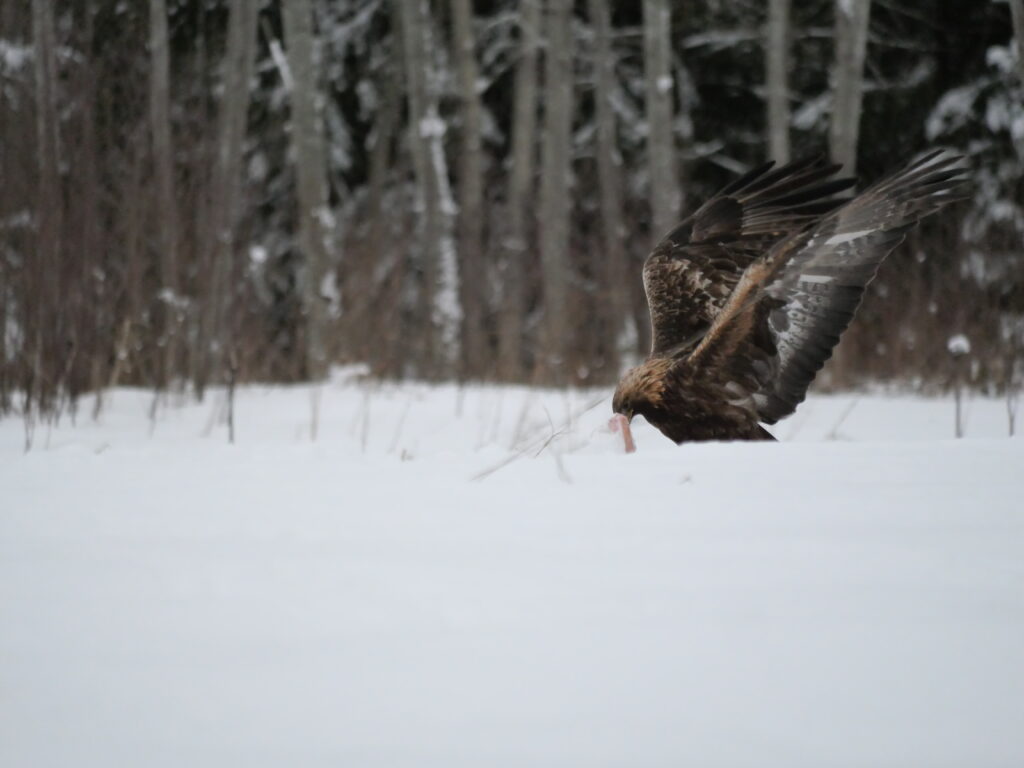 golden eagle photography by Ahto Täpsi