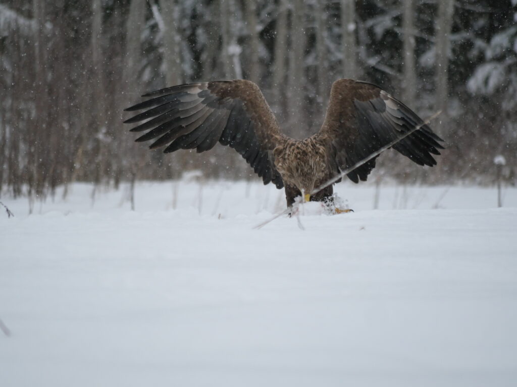 golden eagle photography by Ahto Täpsi