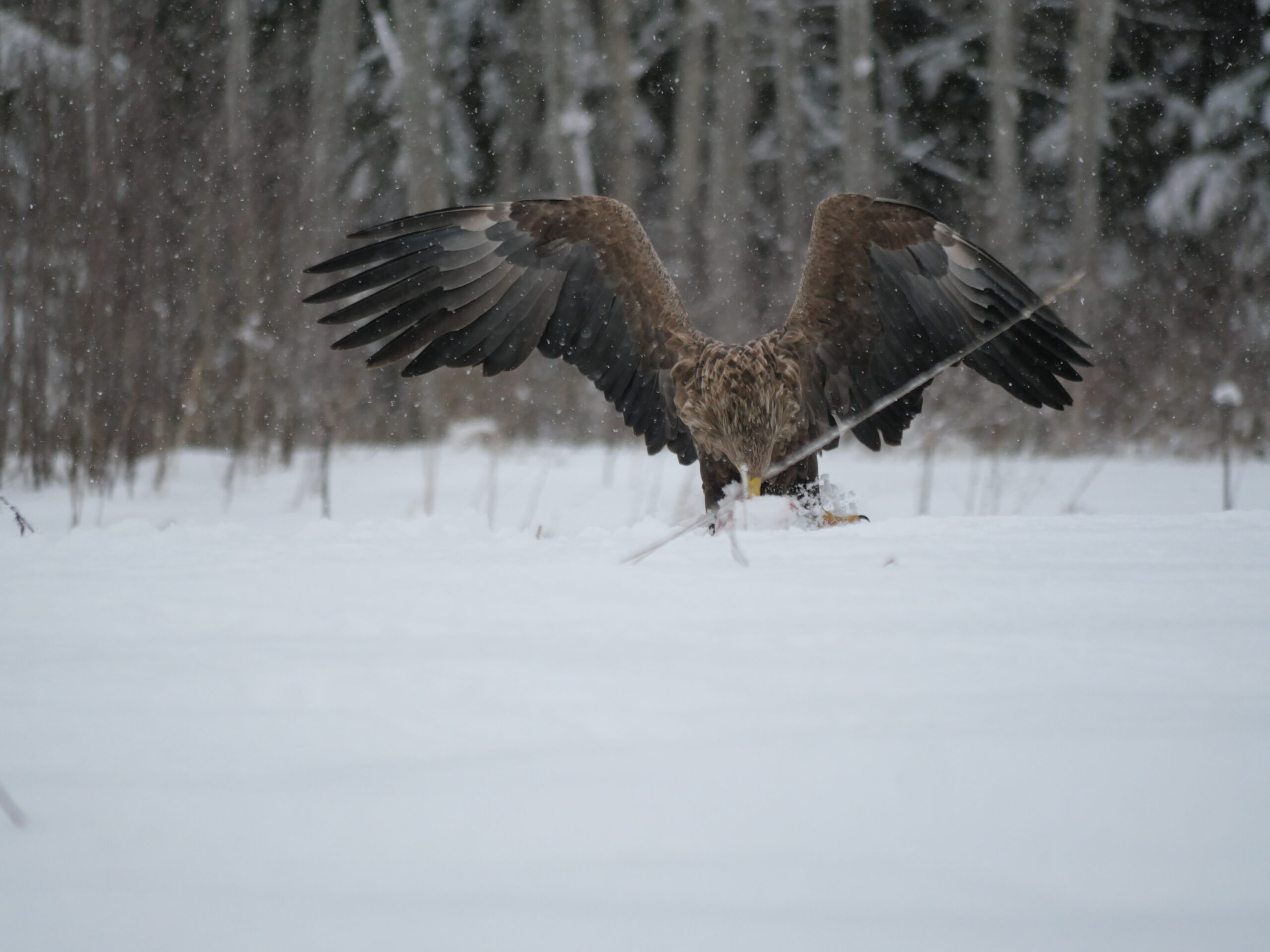 golden eagle photography by Ahto Täpsi