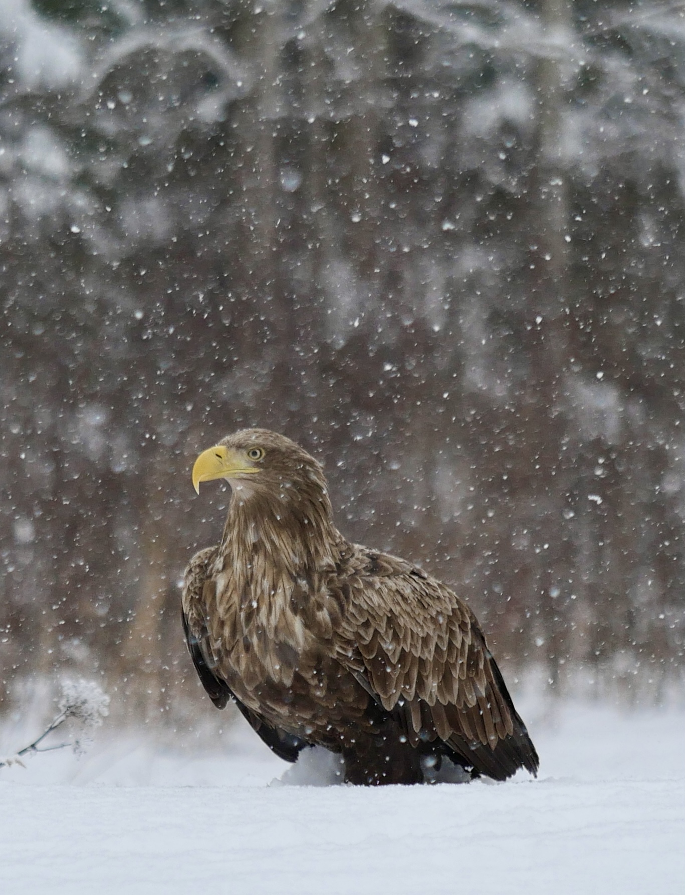 white-tailed eagle photography