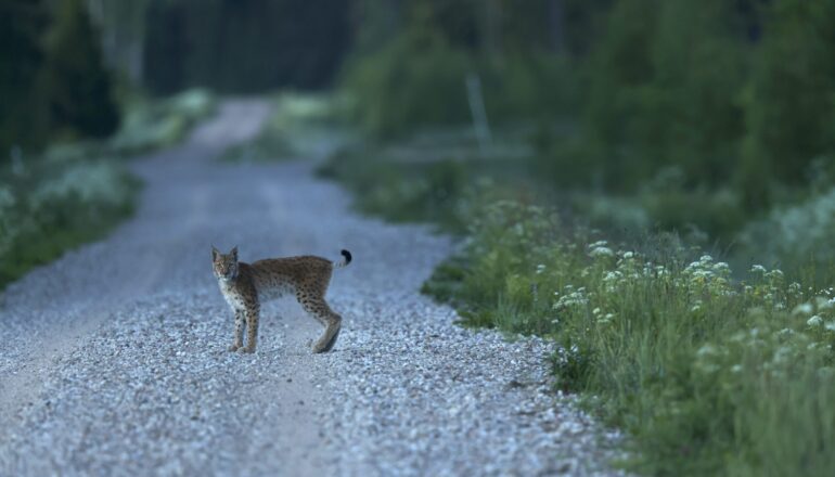 Lynx Tour in Estonia