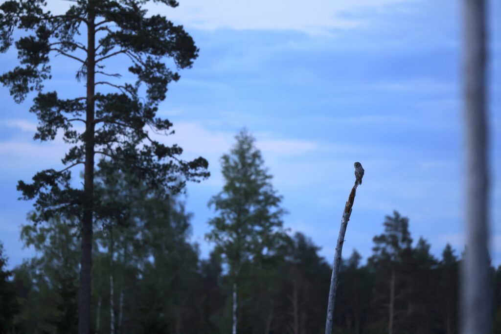 Ural Owl hunting