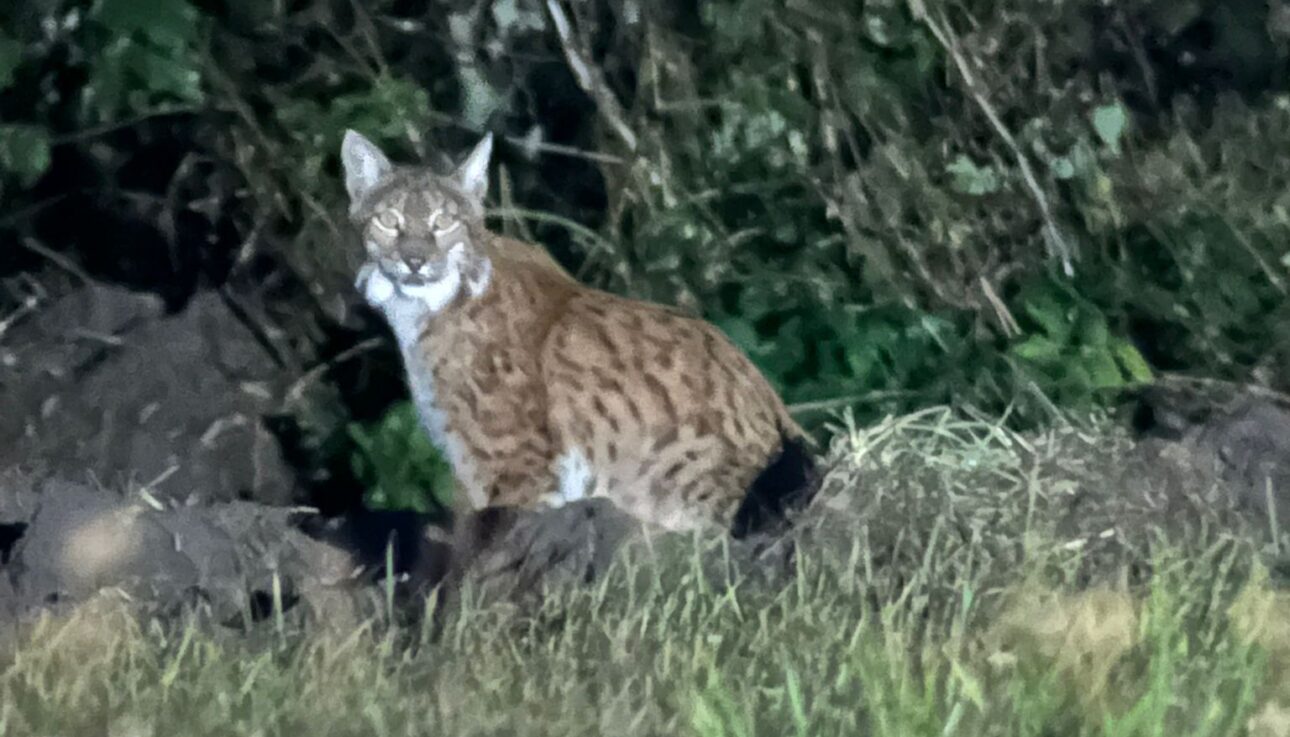 Lynx watching tours in Europe