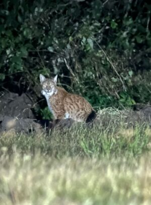 Lynx watching tours in Europe