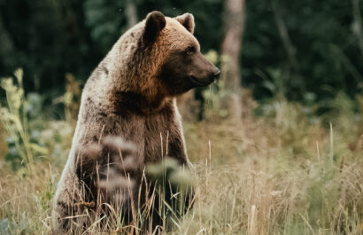 bear standing by Yusuf Bozkurt