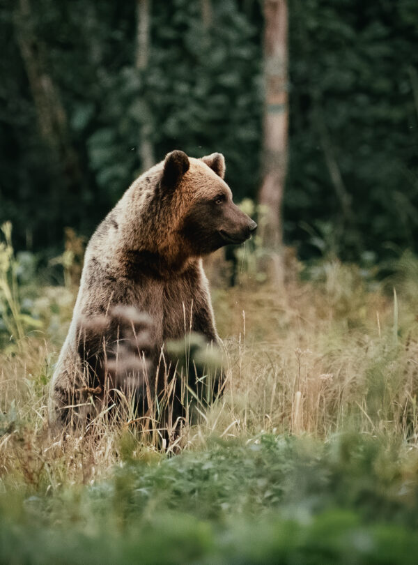 bear standing by Yusuf Bozkurt