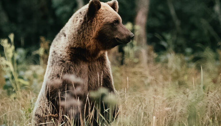 bear standing by Yusuf Bozkurt
