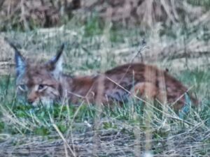 Estonian lynx during a birding tour