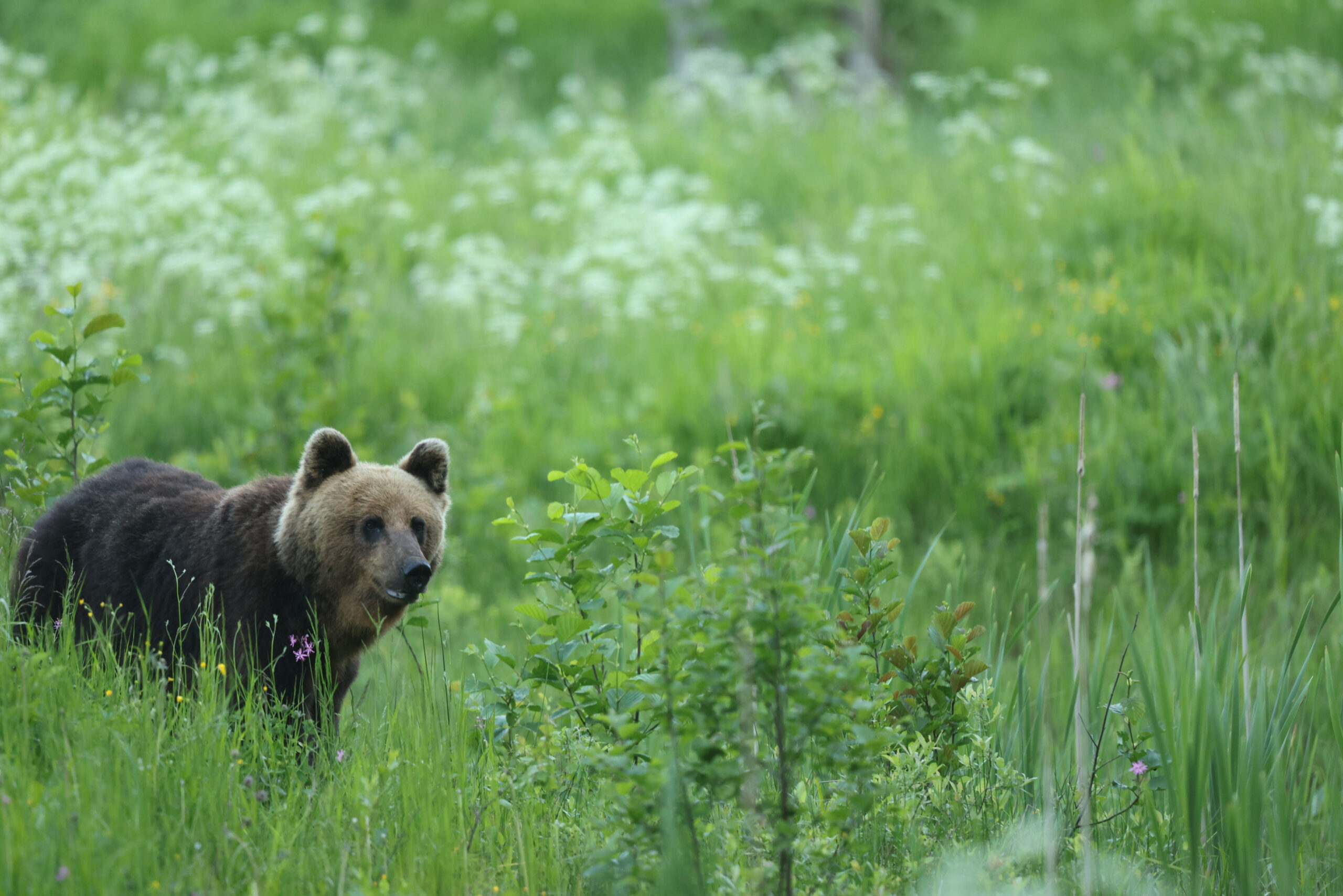 Brown Bear_Ronny Andresen70