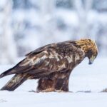 Kaljukotkas pildistatud Alutaguse kotkavarjest