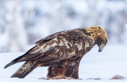 Kaljukotkas pildistatud Alutaguse kotkavarjest