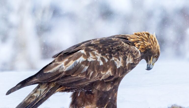 Kaljukotkas pildistatud Alutaguse kotkavarjest